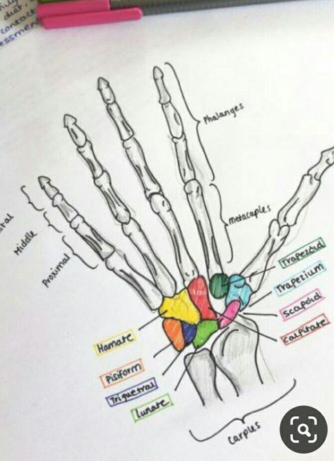 Hand Bone