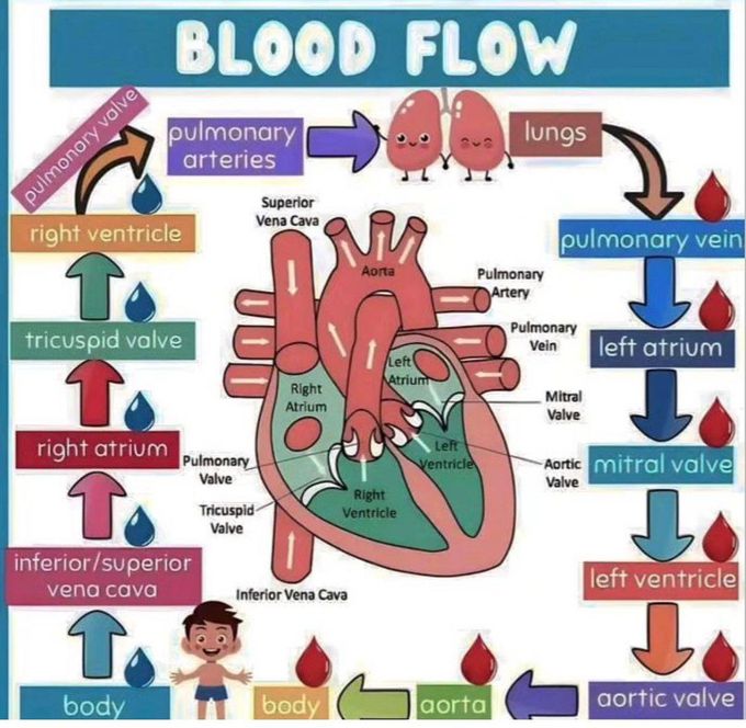 Blood Flow