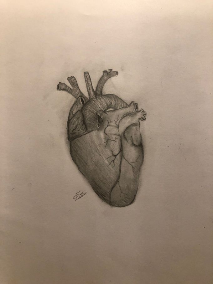 Anatomy heart sketch