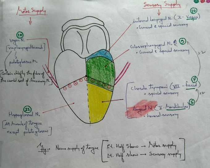 Tongue nerve supply