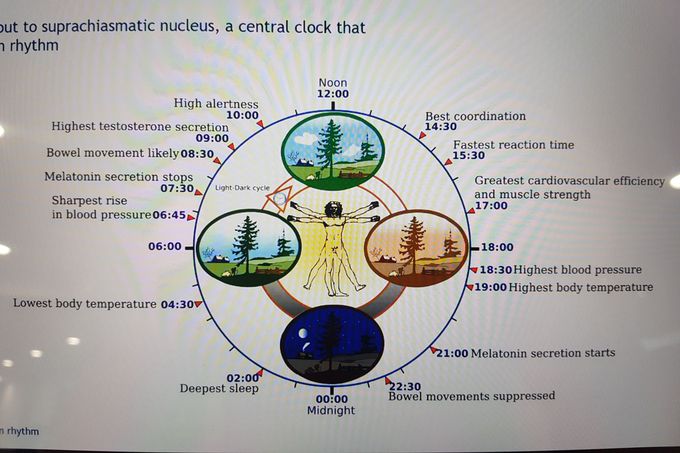 The human Circadian Rhythm