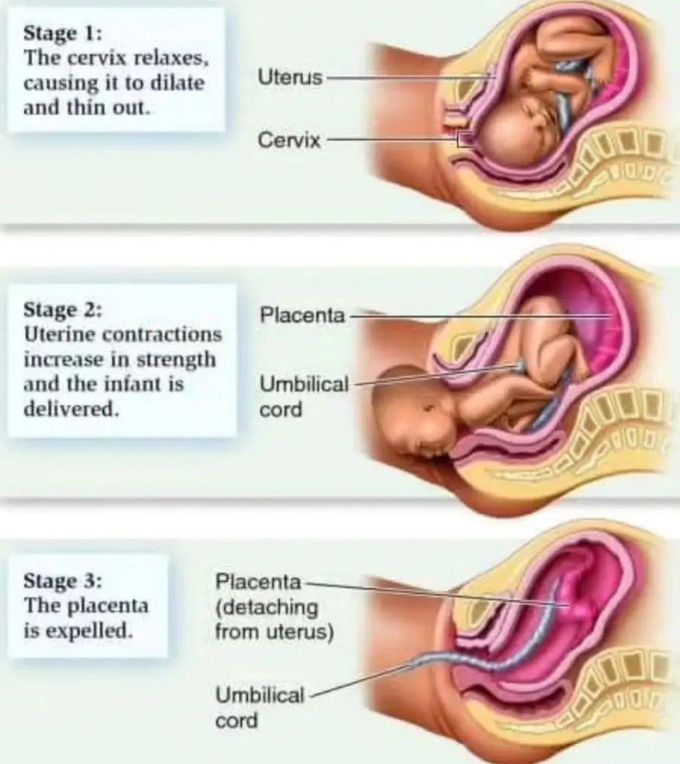 Stages of Birth
