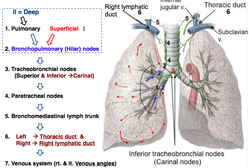 This Is How Lmphatic Drainage Of Lungs Looks Like Medizzy