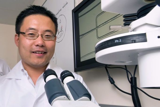 New immunotherapy technique can specifically target tumor cells, UCI study reports
