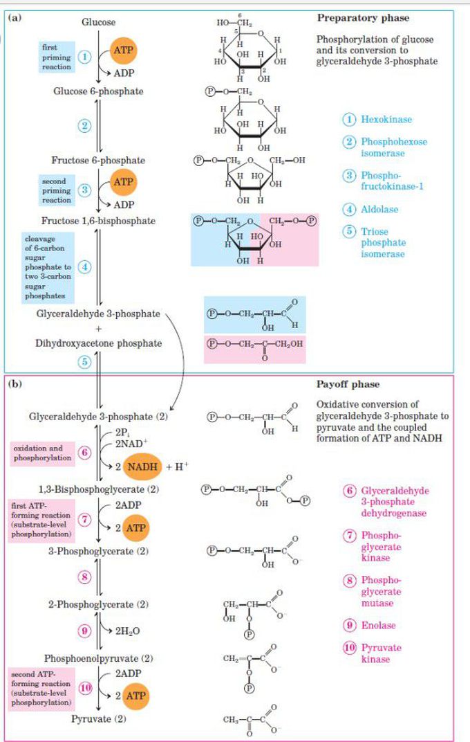 Glycolysis pathway