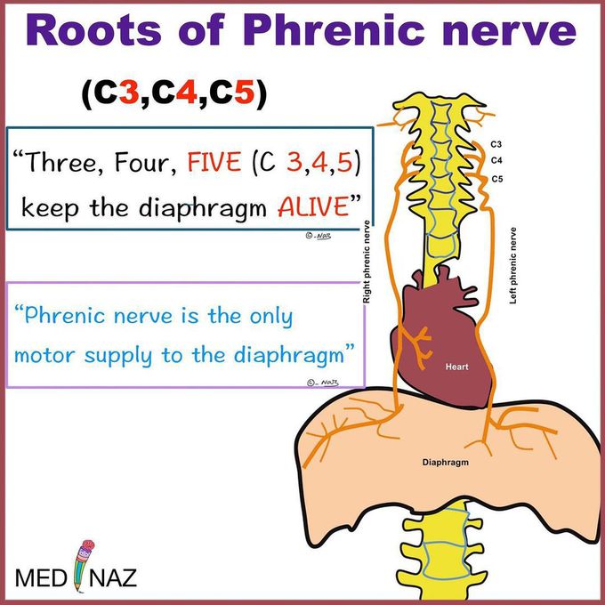 Roots of phrenic nerve