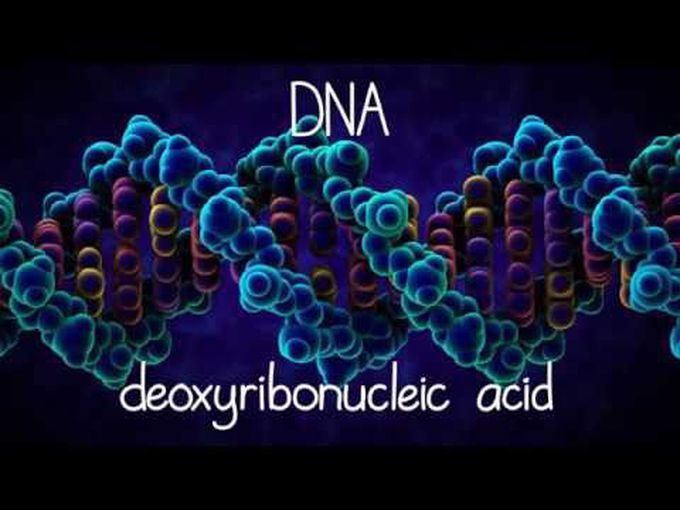 The Structure of DNA (Animation)