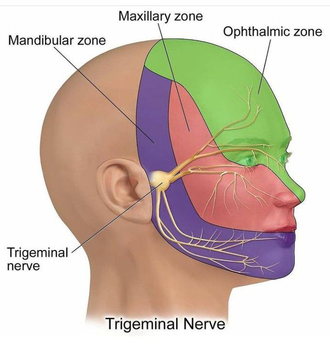 Trigeminal nerve supply on face