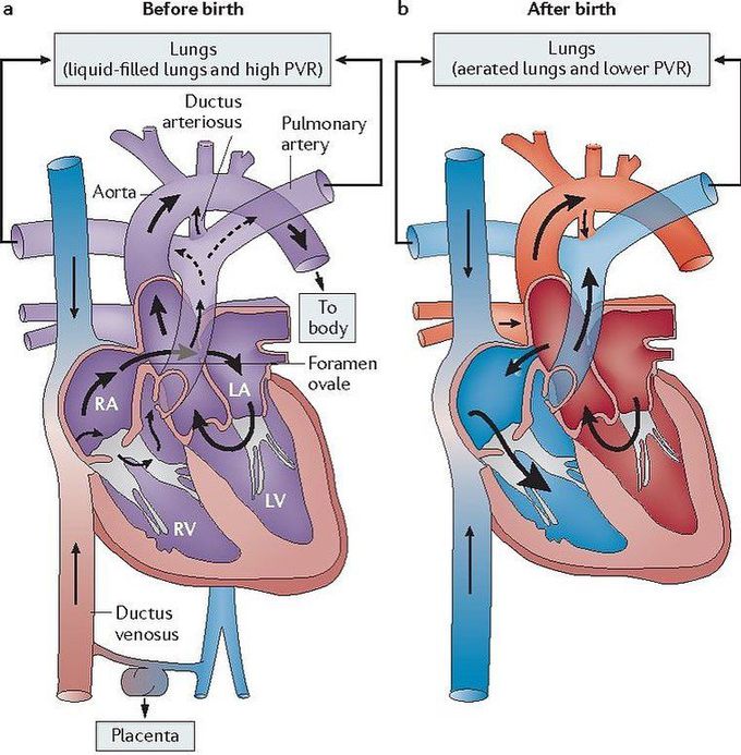 Heart Circulation