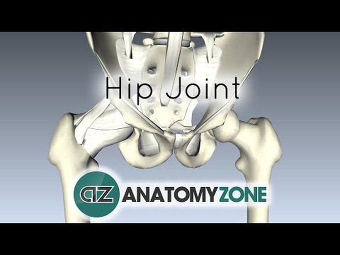 The Hip Joint and its Ligaments.