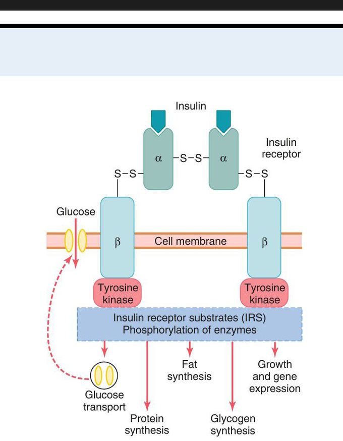 Insulin receptor