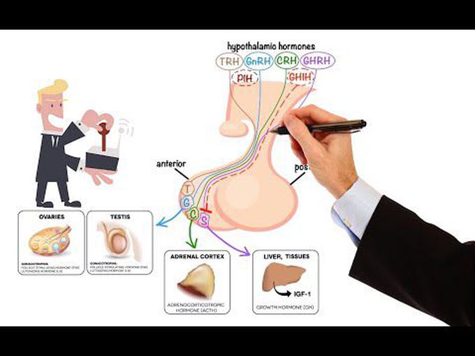 Drugs acting on Bone - For Beginners