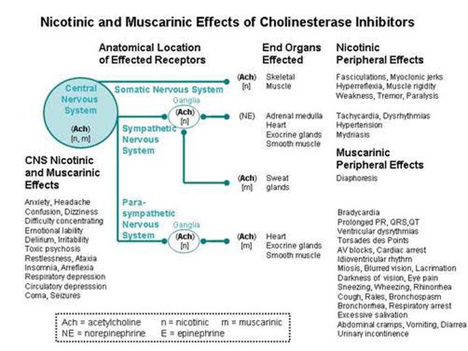 Nicotinic and Muscarinic Receptors