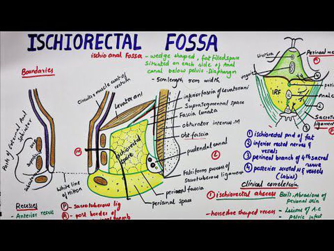 Contents and Clinical Correlations of Ischiorectal Fossa