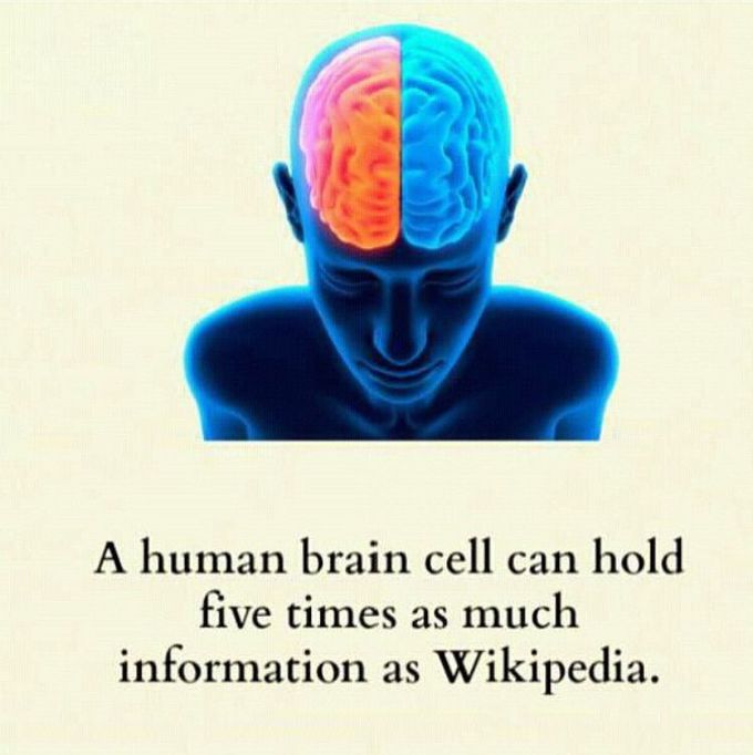 Facts about the human brain