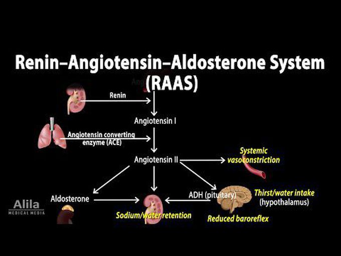 Renin–Angiotensin–Aldosterone System (animated)