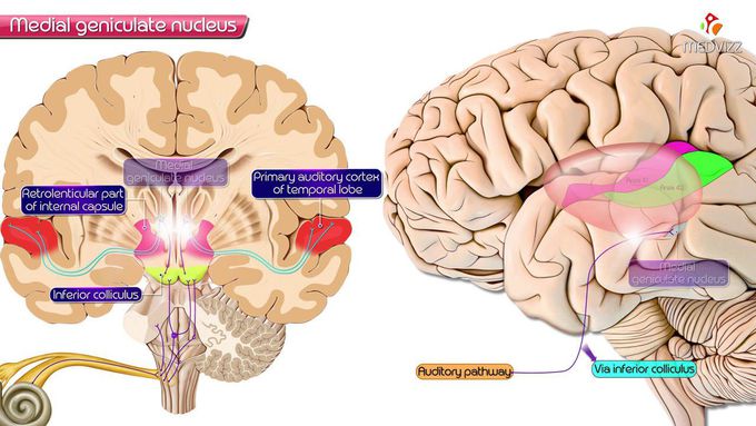 Medial geniculate nucleus of Thalamus - Neuroanatomy