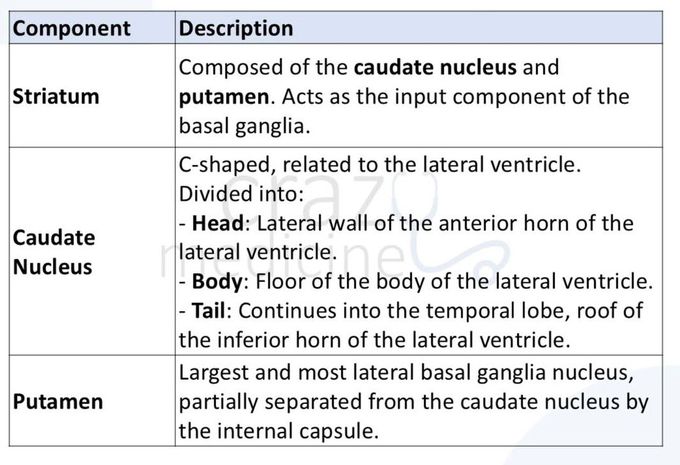 Basal Ganglia II