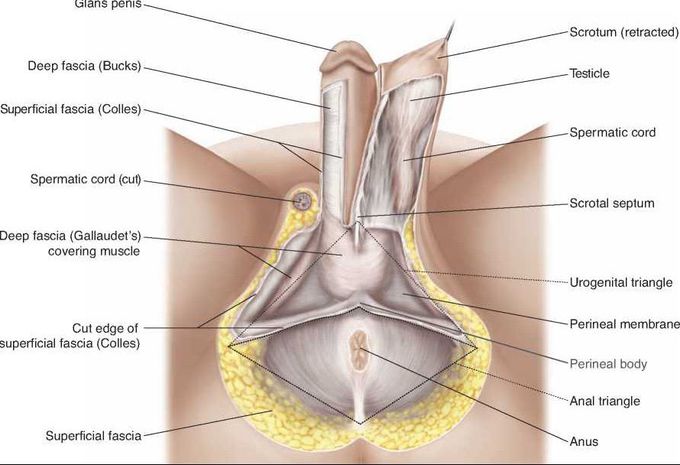 urogenital triangle