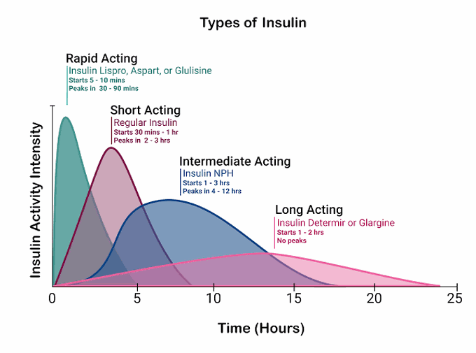Types of Insulin