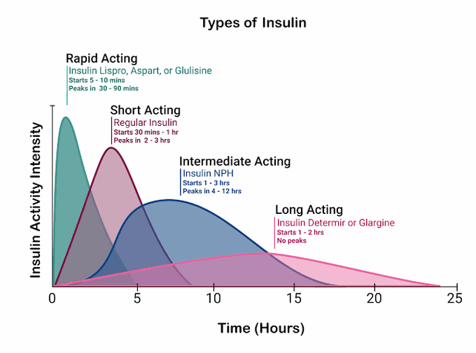 Types of Insulin - MEDizzy