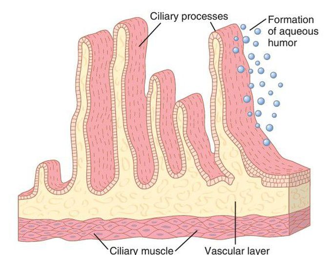 Ciliary processes