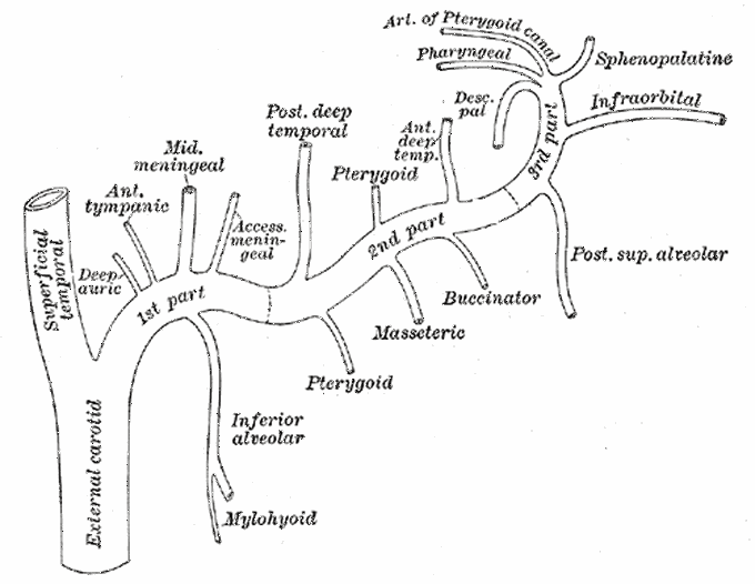 @Maxillary artery