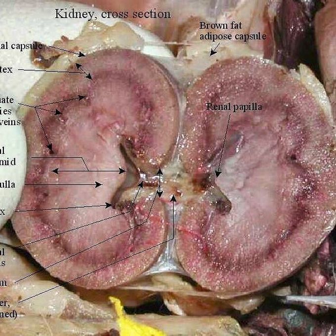 actual human kidney