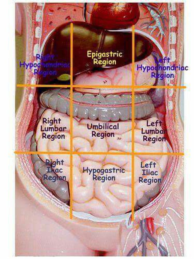 Abdominal