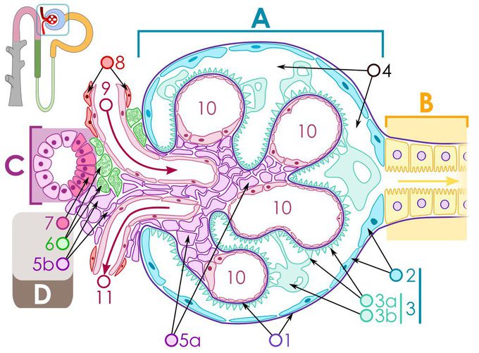 Renal corpuscle structure