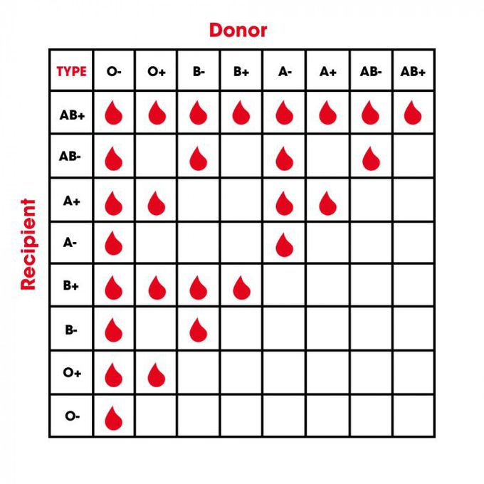 transmition of blood.🌷🌷