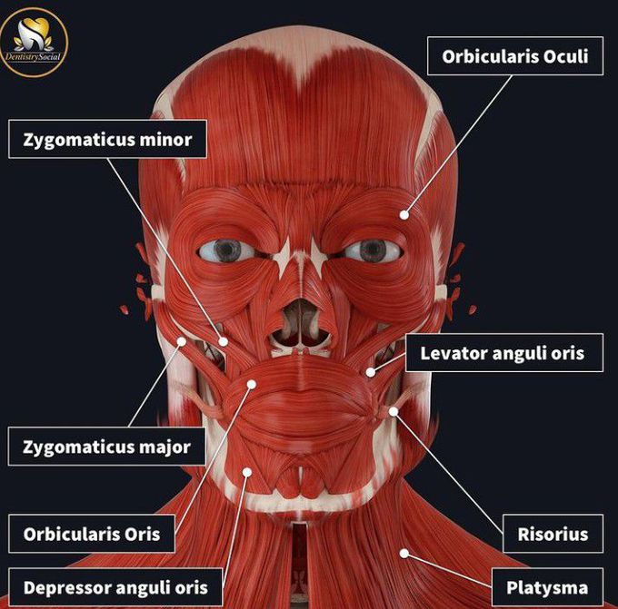 Facial muscles- I