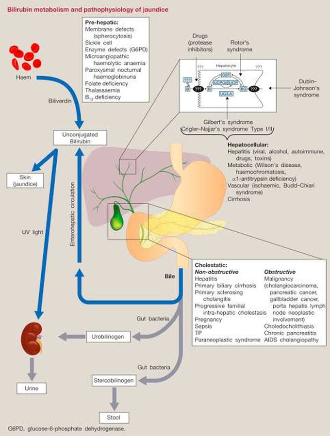 Bilirubin Metabolism and pathophysiology of jaundice