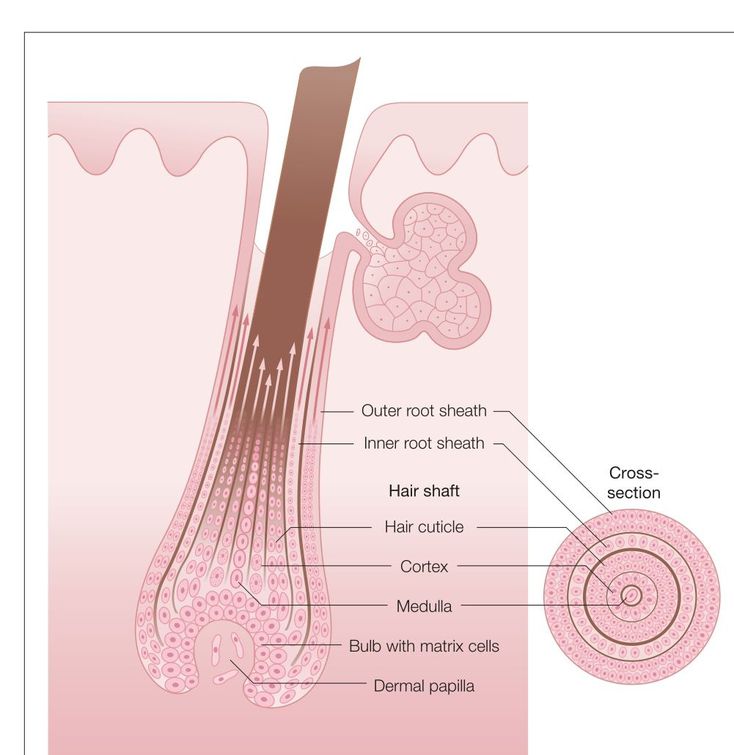 Hair follicle MEDizzy