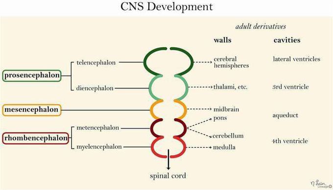 Embryology