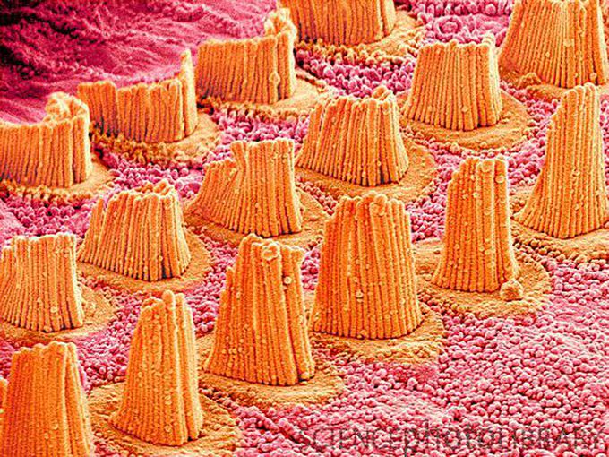 Inner ear hair cells