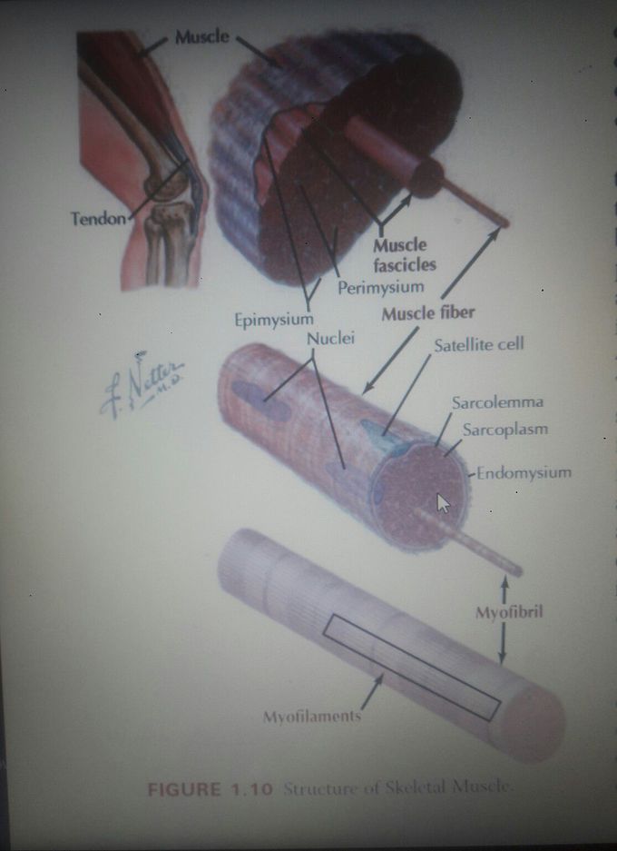 #introduction_To_The_Human_Body 
#MUSCULAR_SYSTEM
#part_one 
*Muscle cells (fibers) produce contractions(shortenings in length) that result in movement, maintenance of posture, changes in shape, or the propulsion of fluids through hollow tissues or organs. here are three diferent types of muscle: 
• Skeletal: striated muscle ibers that are attached to bone and are responsible for movements of the skeleton (sometimes simplistically referred to as voluntary muscle).
• Cardiac: striated muscle ibers that make up the walls of the heart and proximal portions of the great veins where they enter the heart.
• Smooth: nonstriated muscle ibers that line various organ systems (gastrointestinal, urogenital, respiratory), attach to hair follicles, and line the walls of most blood vessels (sometimes simplistically referred to as involuntary muscle). Skeletal muscle is divided into fascicles (bundles), which are composed of muscle ibers (muscle cells).
 The muscle fiber cells contain longitudinally oriented myoibrils that run the full length of the cell. Each myoibril is composed of many myoilaments, which are composed of individual myosin (thick ilaments) and actin (thin ilaments) that slide over one another during muscle contraction.
 contraction.
*Skeletal muscle moves bones at their joints and possesses an origin (the muscle’s ixed or proximal attachment) and an insertion (the muscle’s movable or distal attachment). In a few instances, the muscle’s origin moves more than its insertion. At the gross level, anatomists classify muscle on the basis of its shape:
• Flat: muscle that has parallel ibers, usually in a broad lat sheet with a broad tendon of attachment called an aponeurosis.
• Quadrate: muscle that has a four-sided appearance.
• Circular: muscle that forms sphincters that close of tubes or openings. 
• Fusiform: muscle that has a wide center and tapered ends.
• Pennate: muscle that has a feathered appearance (unipennate, bipennate, or multipennate forms).

——————————————————
✍🏻رضا جعليك