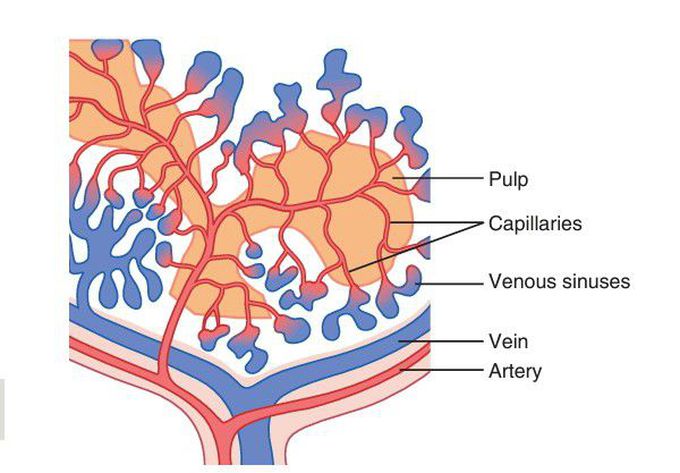 Spleen