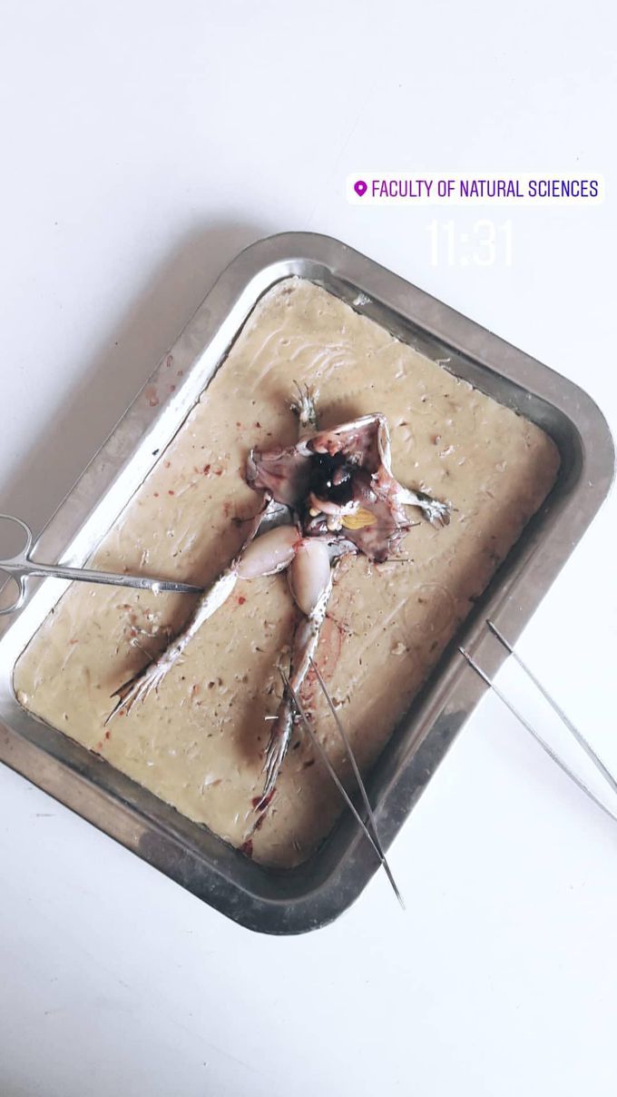 Dissection