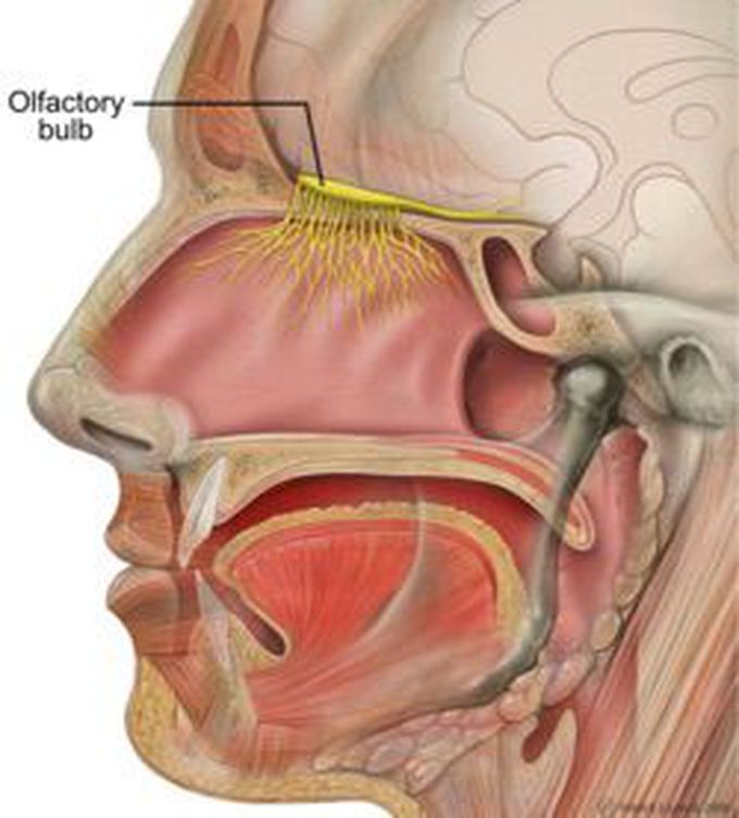 The Olfactory Bulb