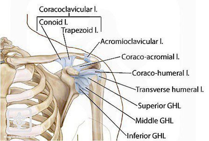 Anatomy