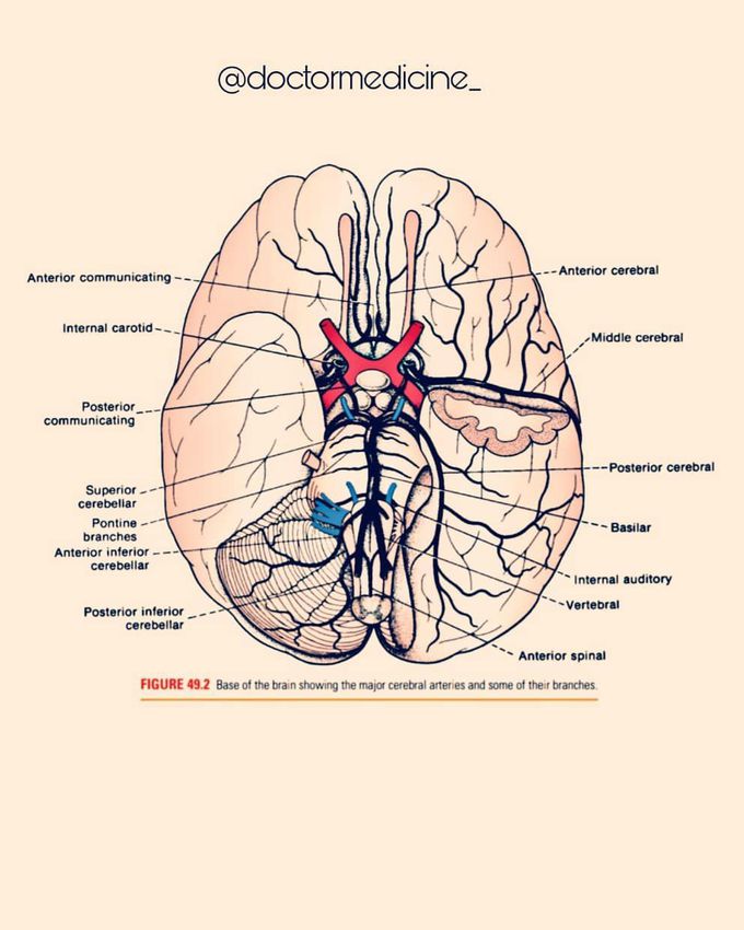 Brain Blood Supply
