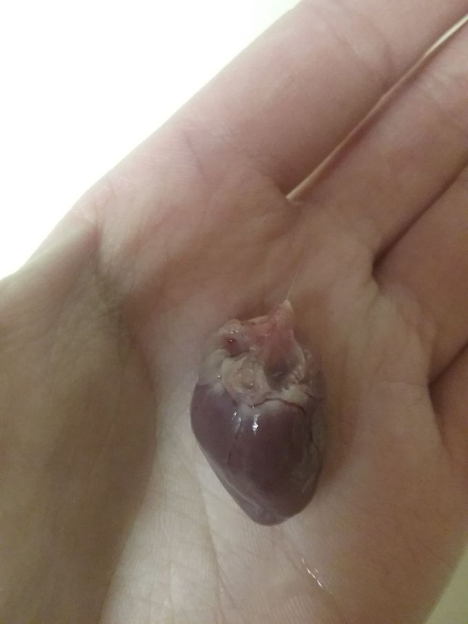 Rabbit heart