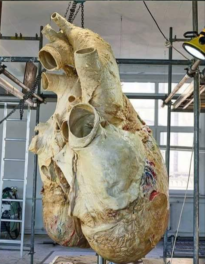 A whale's heart !!!¡