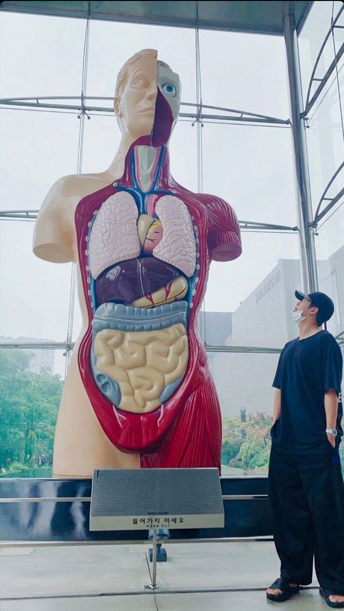 Human Body