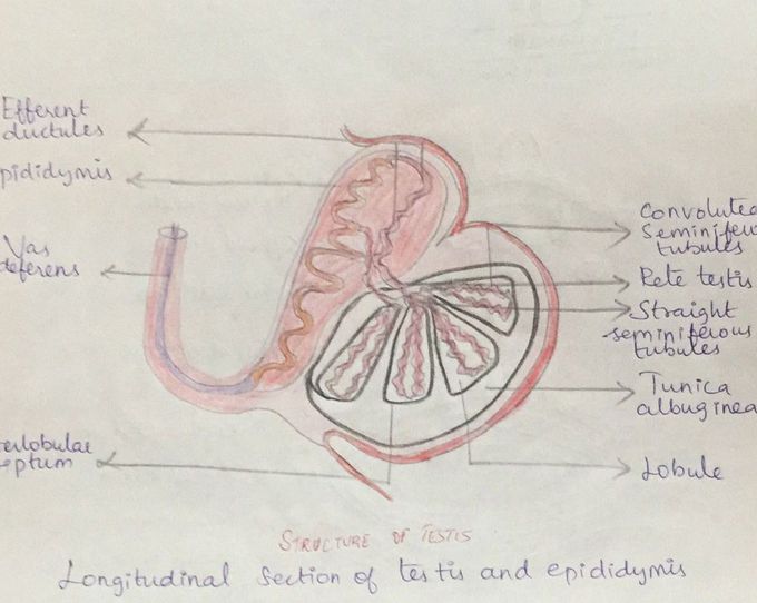 Structure of testis - MEDizzy