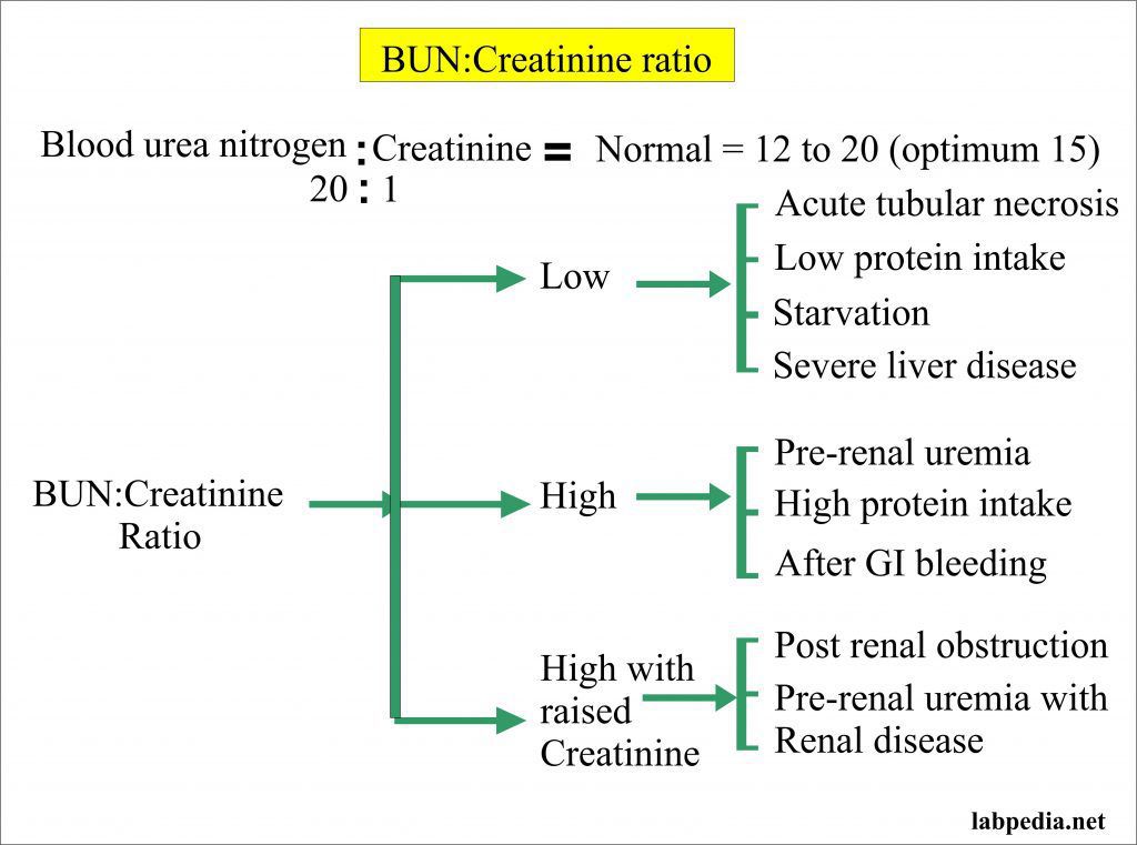 what-is-creatinine-how-to-reduce-high-creatinine-levels-avoid