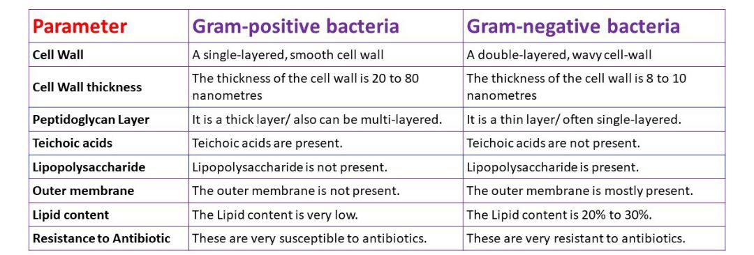 Difference Between Gram Positive And Gram Negative Bacteria Medizzy 9057