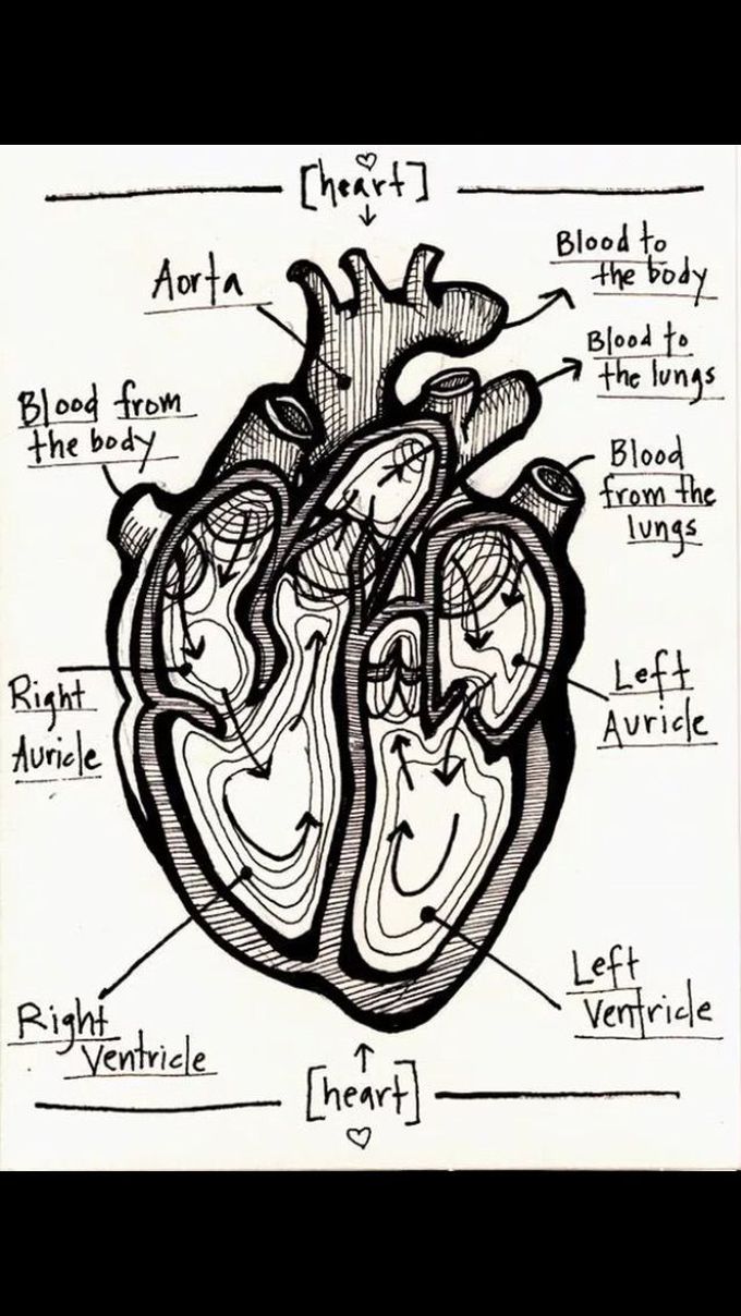 Heart