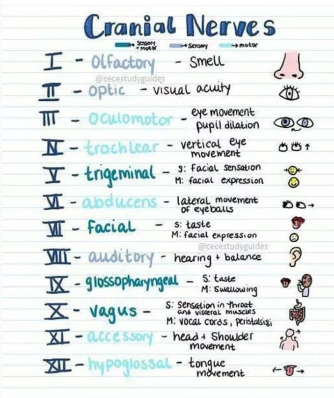 Cranial nerves and function